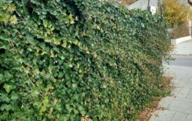 Galeria aktualności Jesienne barwy Płońska 3431 6
