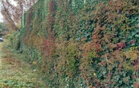 Galeria aktualności Jesienne barwy Płońska 3431 8