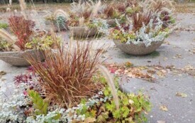 Galeria aktualności Jesienne barwy Płońska 3431 10