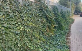 Galeria aktualności Jesienne barwy Płońska 3431 14