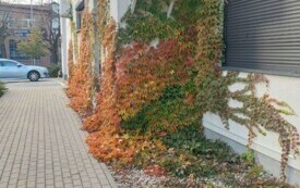 Galeria aktualności Jesienne barwy Płońska 3431 16