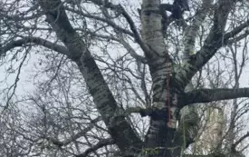 Galeria aktualności Arborysta zn&oacute;w pielęgnuje płońskie, wysokie drzewa &nbsp; 3451 1