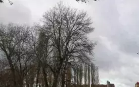 Galeria aktualności Arborysta zn&oacute;w pielęgnuje płońskie, wysokie drzewa &nbsp; 3451 2