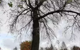 Galeria aktualności Arborysta zn&oacute;w pielęgnuje płońskie, wysokie drzewa &nbsp; 3451 3
