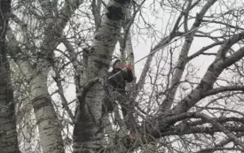 Galeria aktualności Arborysta zn&oacute;w pielęgnuje płońskie, wysokie drzewa &nbsp; 3451 4