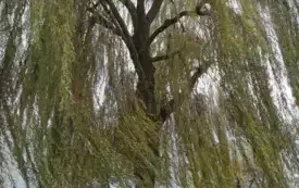 Galeria aktualności Arborysta zn&oacute;w pielęgnuje płońskie, wysokie drzewa &nbsp; 3451 5