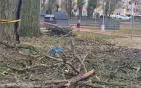 Galeria aktualności Arborysta zn&oacute;w pielęgnuje płońskie, wysokie drzewa &nbsp; 3451 6