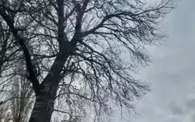Galeria aktualności Arborysta zn&oacute;w pielęgnuje płońskie, wysokie drzewa &nbsp; 3451 7