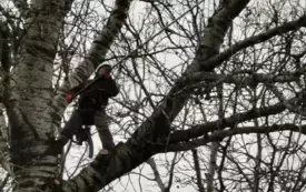 Galeria aktualności Arborysta zn&oacute;w pielęgnuje płońskie, wysokie drzewa &nbsp; 3451 8