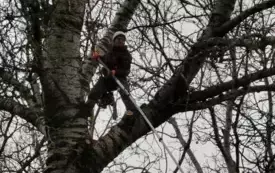 Galeria aktualności Arborysta zn&oacute;w pielęgnuje płońskie, wysokie drzewa &nbsp; 3451 10