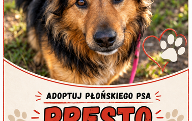 Adoptuj Psa 18