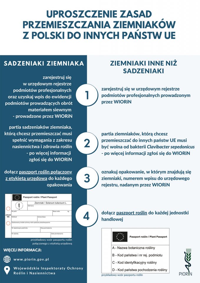 ziemniak_1