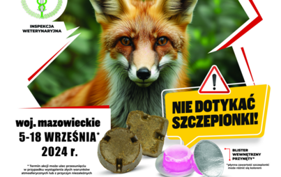 Zdjęcie do Szczepienie lis&oacute;w przeciwko wściekliźnie