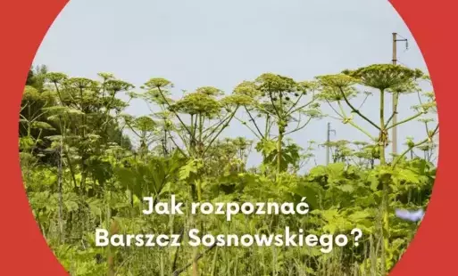 Zdjęcie do Wsp&oacute;łpraca w walce z barszczem sosnowskiego
