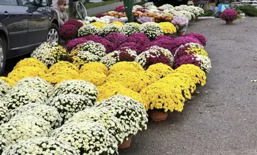 Zdjęcie do Zmiany w organizacji parkowania przy cmentarzu w Płońsku na Wszystkich Świętych
