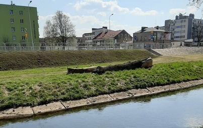 Zdjęcie do Nowe życie martwych drzew