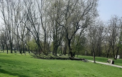 Zdjęcie do Przyroda w miejskich parkach