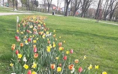 Zdjęcie do Nasze miasto wypięknieje na wiosnę