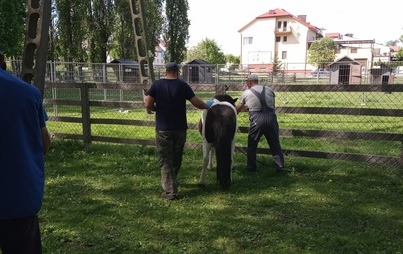 Zdjęcie do Informacja dotycząca minizoo