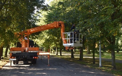 Zdjęcie do Prace w obrębie koron drzew w 3 miejscach w Płońsku