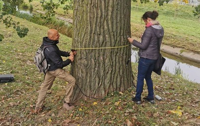 Zdjęcie do Dbamy o najwyższe drzewa w Płońsku