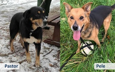 Zdjęcie do Adoptuj psa