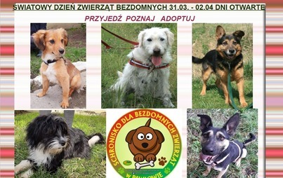 Zdjęcie do Światowy Dzień Zwierząt Bezdomnych