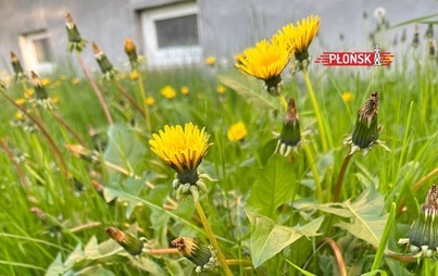 Zdjęcie do Czas na pierwsze w tym roku koszenie trawnik&oacute;w