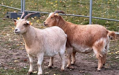 Zdjęcie do Willy, Bajtek i k&oacute;zki Helenki żegnają się z nami na okres zimy