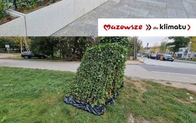 Zdjęcie do Płońsk nam zn&oacute;w zielenieje &nbsp; &nbsp;