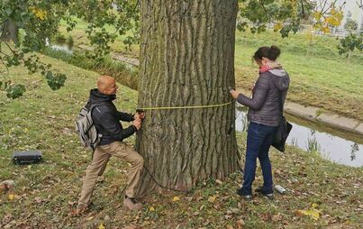Zdjęcie do Pielęgnacja wysokich płońskich top&oacute;l