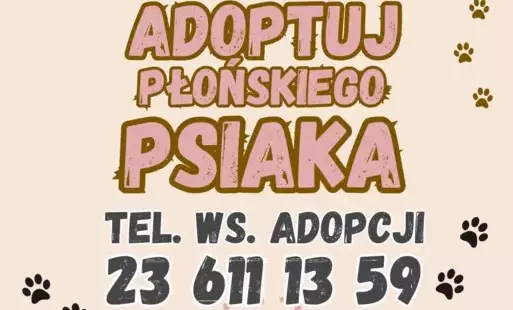 Zdjęcie do Światowy Dzień Bezdomnych Zwierząt &nbsp; 