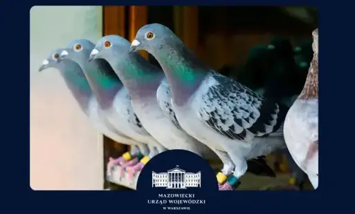 Zdjęcie do Zaktualizowany komunikat dotyczący zasad obowiązujących na terenie miasta i powiatu płońskiego w związku z występowaniem wysoce zjadliwej grypy ptak&oacute;w (HPAI)