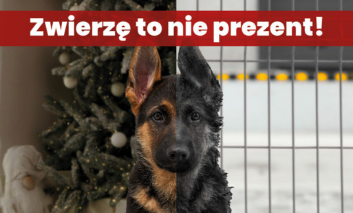 Zdjęcie do Zwierzę to nie prezent &ndash; nie dawaj obowiązku pod choinkę