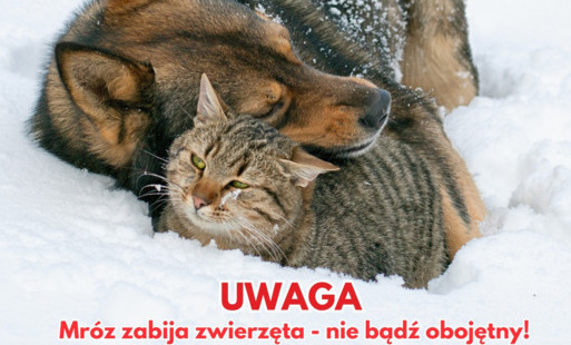 Zdjęcie do Uwaga! Mr&oacute;z zabija zwierzęta - nie bądź obojętny!