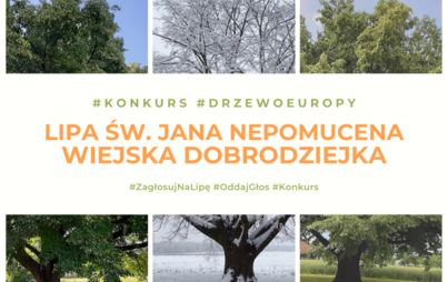 Zdjęcie do Europejskie Drzewo Roku 2021 &ndash; polska lipa czeka na głosy w konkursie