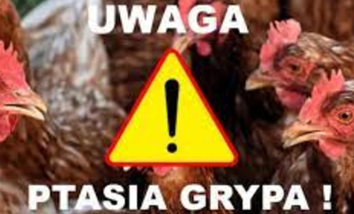 Zdjęcie do Powiatowy Lekarz Weterynarii informuje o ogniskach ptasiej grypy na terenie powiatu płońskiego
