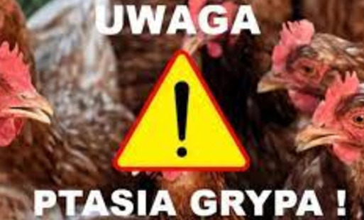 Zdjęcie do Powiatowy Lekarz Weterynarii w Płońsku informuje o stwierdzeniu ogniska grypy ptak&oacute;w
