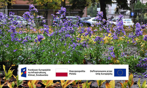 Zdjęcie do Park Konstytucji 3 Maja w Płońsku nabiera barw